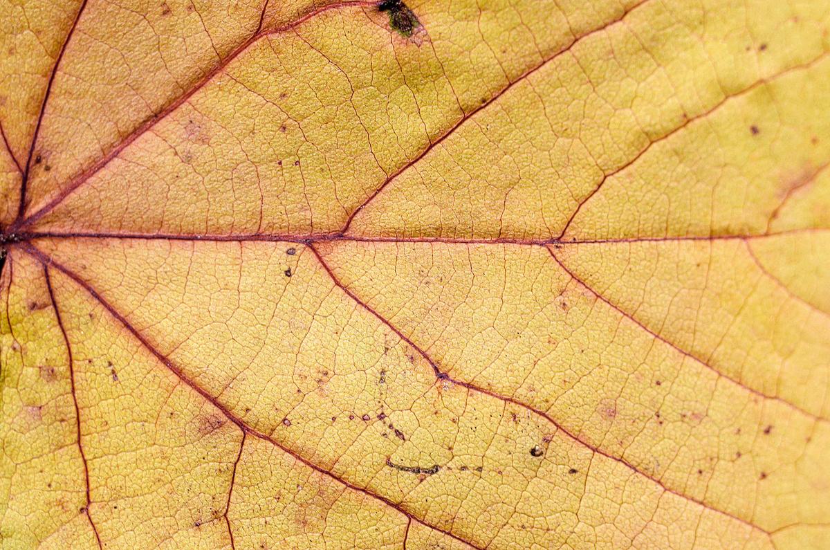 Wikimedia: Red veins on a yellow leaf